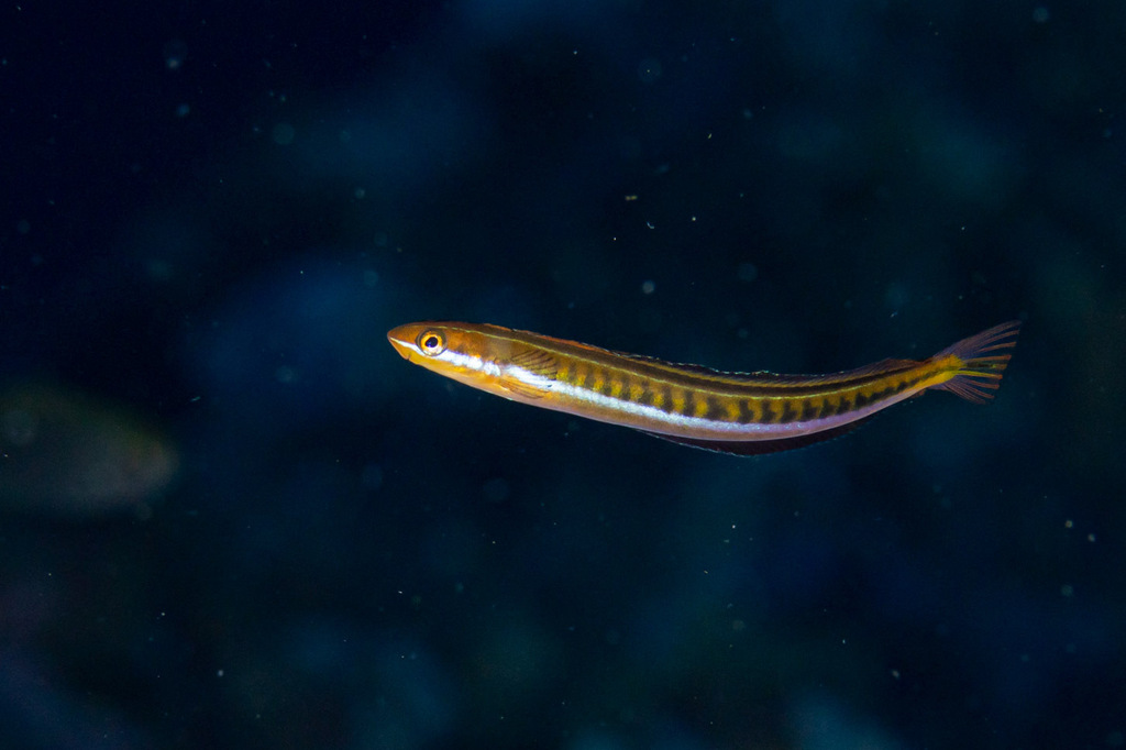 Piano Fangblenny