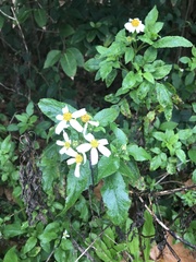 Bidens alba