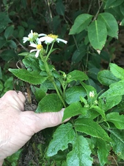 Bidens alba