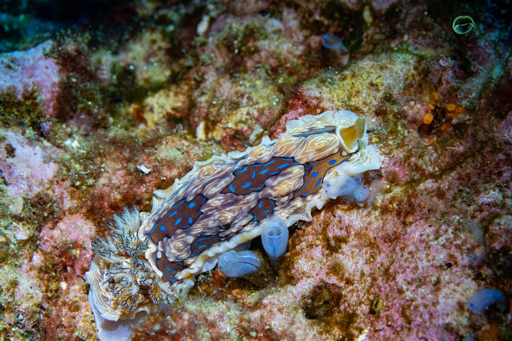 Dendrodoris gunnamatta