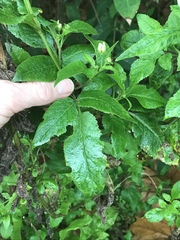 Bidens alba