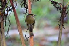 Regulus regulus azoricus