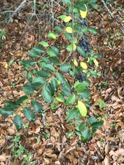 Ligustrum sinense