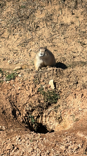 Prairie Dog