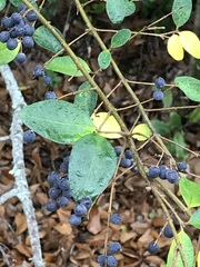 Ligustrum sinense