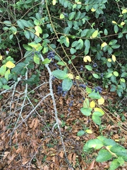Ligustrum sinense
