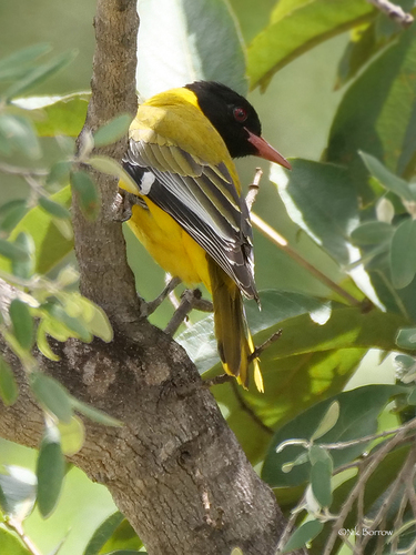 Black-headed Oriole