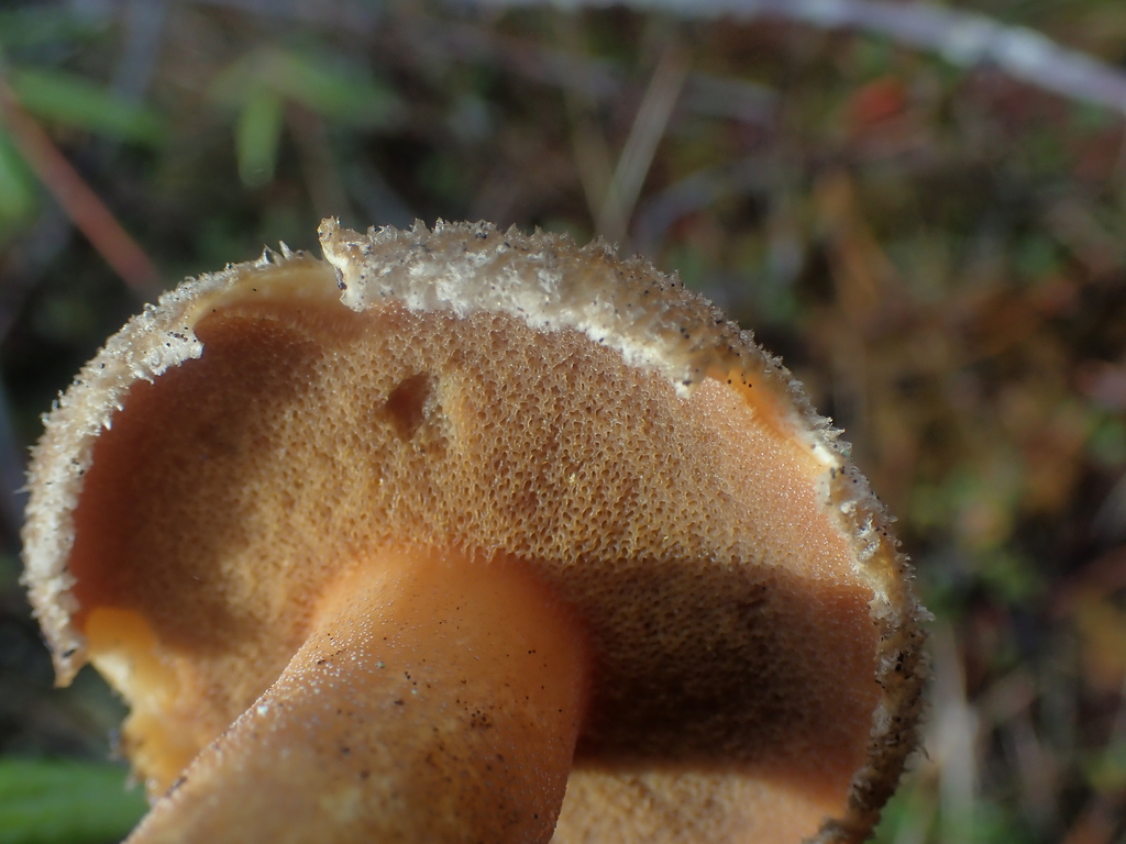 Suillus tomentosus · October 2025 · photo: © dgwdoesthings (iNaturalist, cc0)
