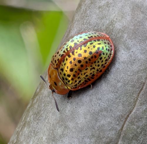 Common Sieve Tortoise Beetle photo 4