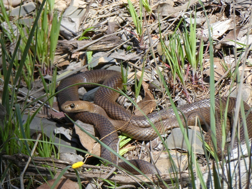 Eastern Brown Snake sighting