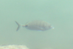 Diplodus