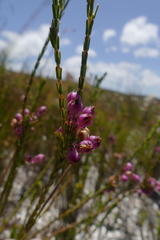 Erica melanacme