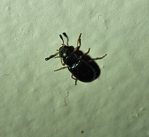 Red-legged Ham Beetle photo 5