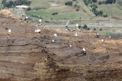 Larus michahellis atlantis