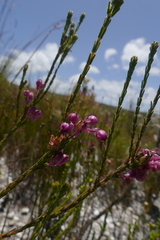 Erica melanacme