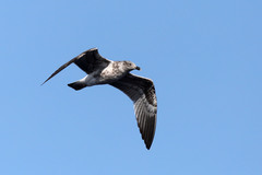 Larus michahellis atlantis