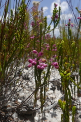 Erica melanacme