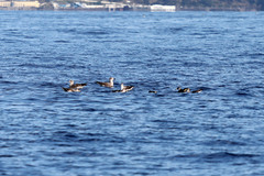 Larus michahellis atlantis