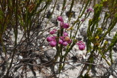 Erica melanacme