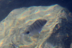 Diplodus
