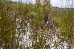 Erica melanacme