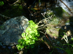 Micranthes nelsoniana aestivalis