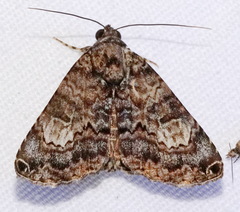 Coenipeta bibitrix