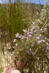 Erica parviflora