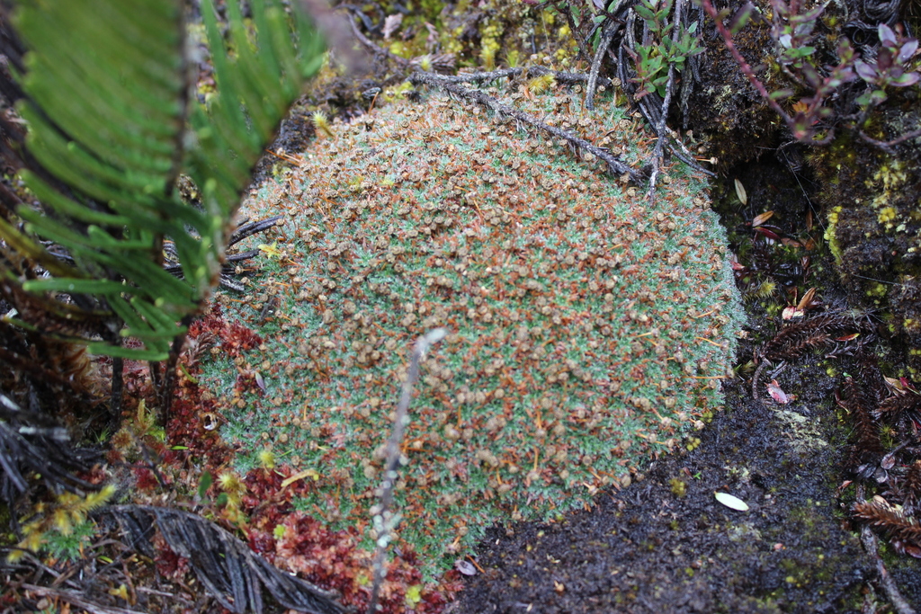 Cryptanthella