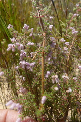 Erica parviflora