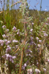 Erica parviflora