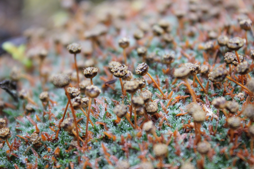 Paepalanthus karstenii