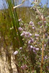 Erica parviflora