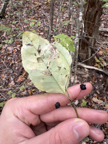 Georgia Holly (Ilex longipes)