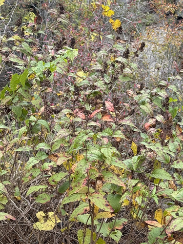 Diervilla rivularis, photograph 6