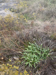 Helianthus longifolius, photograph (c) sblumen, some rights reserved (CC BY)