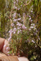 Erica parviflora