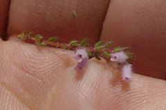 Erica parviflora