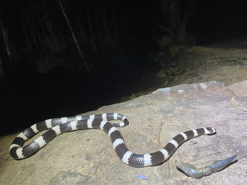 Eastern Bandy Bandy sighting