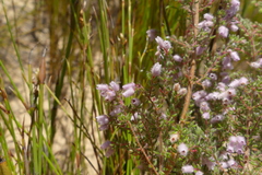 Erica parviflora