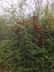 Pyracantha koidzumii