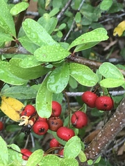 Pyracantha koidzumii