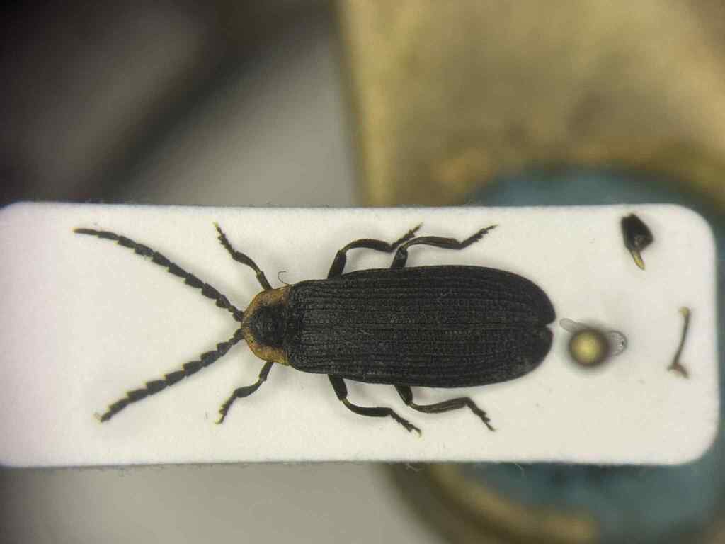 Plateros bispiculatus