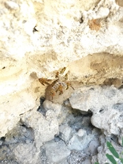 Mischocyttarus mexicanus