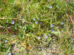 Gentiana aquatica pseudoaquatica