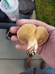 Suillus bellinii