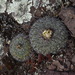 Echinofossulocactus spinosus - Photo (c) zahora,  זכויות יוצרים חלקיות (CC BY-NC), הועלה על ידי zahora