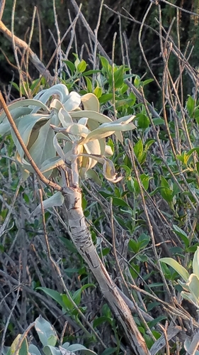 Salvia apiana