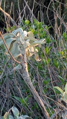 Salvia apiana: Herkunft und Verwendung — Foto 2