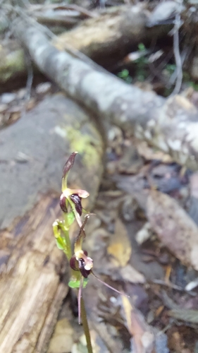 Mayfly orchid (Acianthus caudatus)